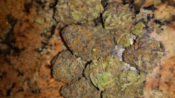 Purple Queen 22 % THC *POLECANY*